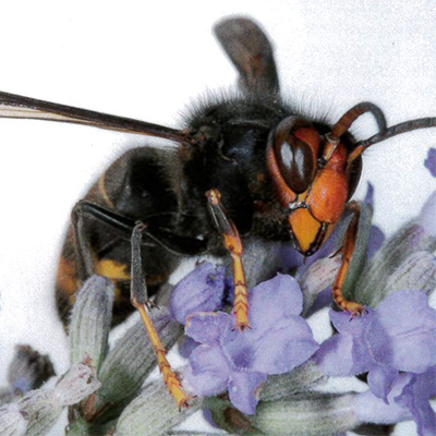 Asian hornet invasive species