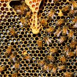 Why We Love Honey Bees!