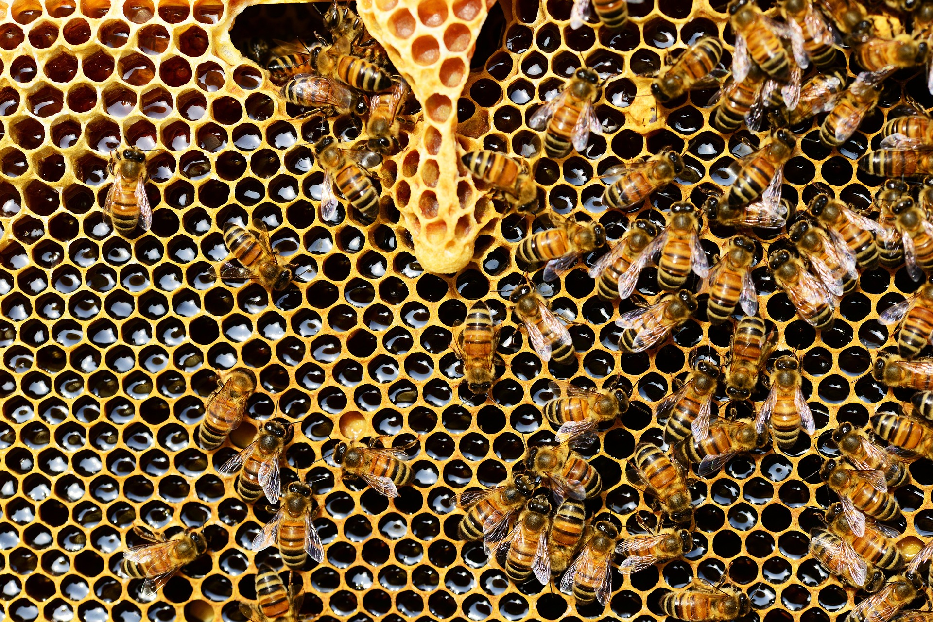Honey bees in a hive